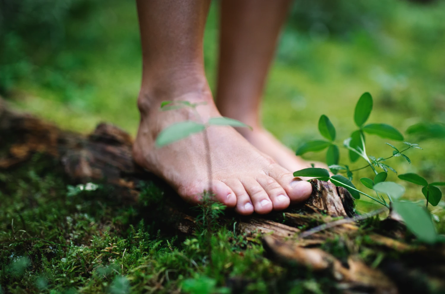 forest bathing